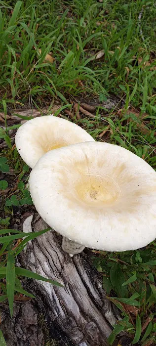 Holly Lake Campsites 0