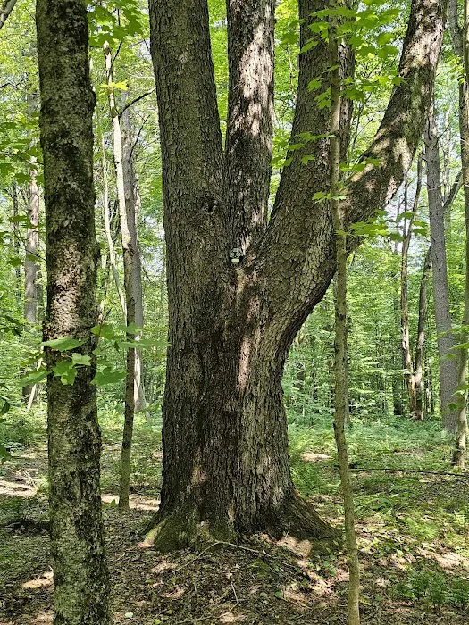 Cherry Ridge Campground 5