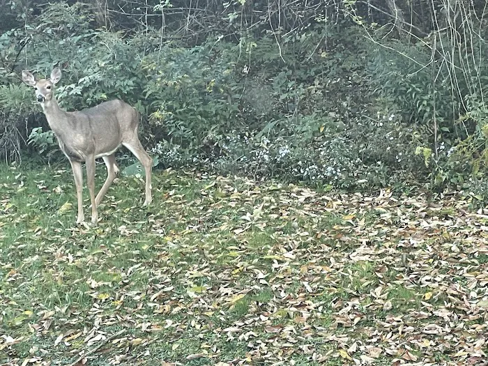 Scenic View Campground 5