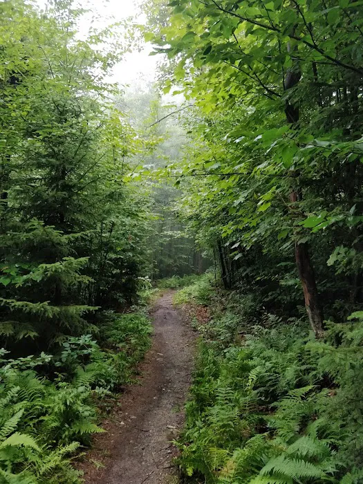 Mt. Greylock Campsite Park 1