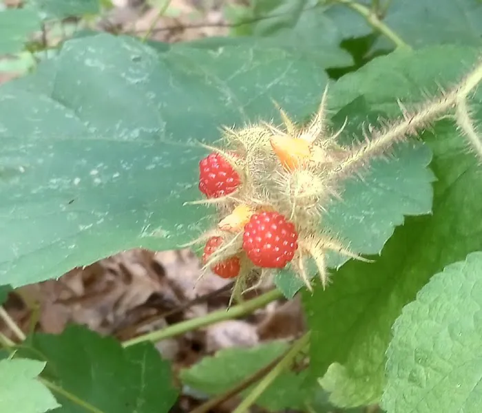 Codorus State Park Campground Entrance/Contact Station 8