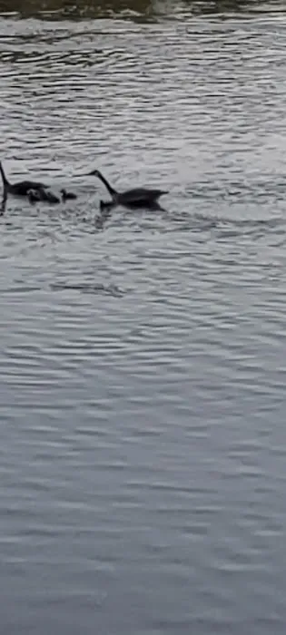 A1 Susquehanna Campground 7