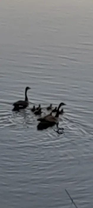 A1 Susquehanna Campground 3