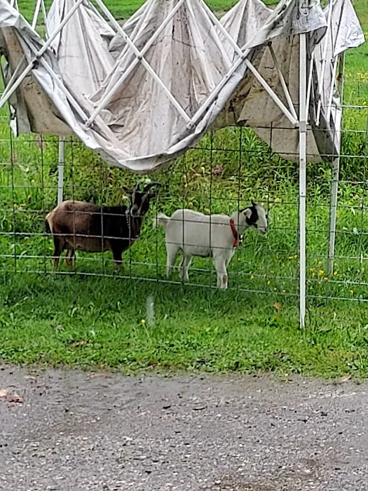 White Birch Campground 4