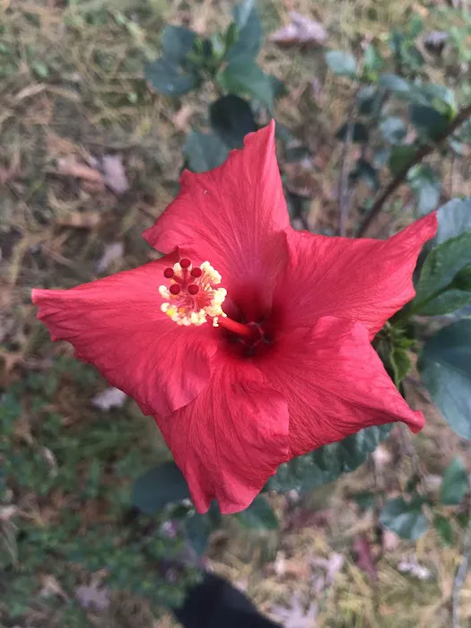 Country Club Estates 0