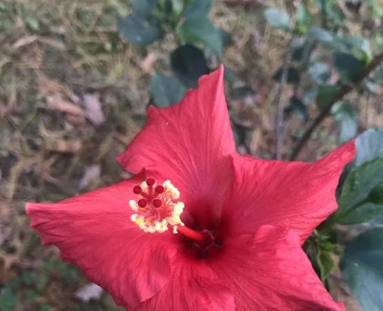 Country Club Estates