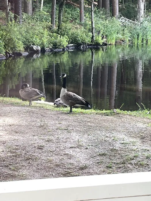 Pine lake campground 7