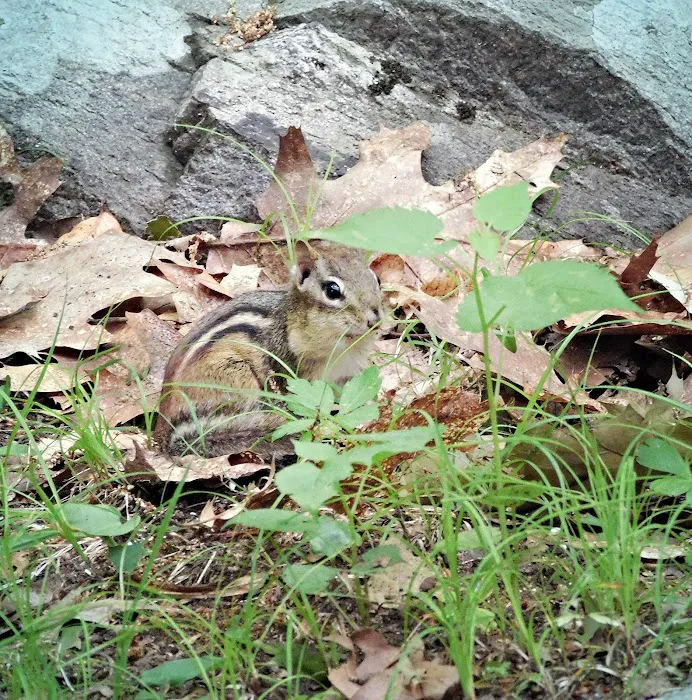 Laurel-Lock Campground 6