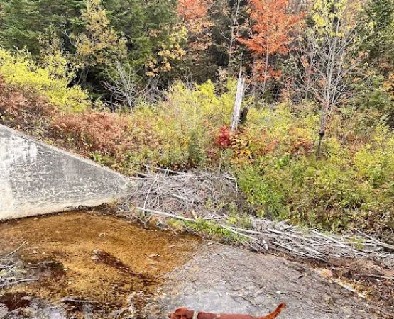 Savoy Mountain State Forest Campground