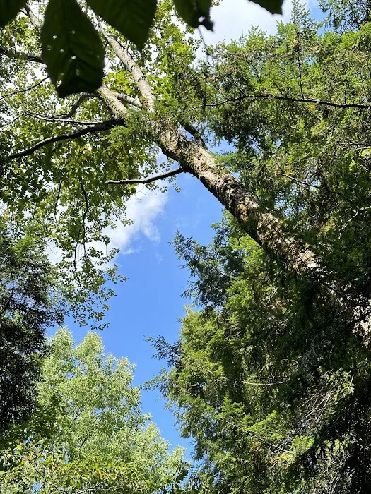 Savoy Mountain State Forest Campground 8