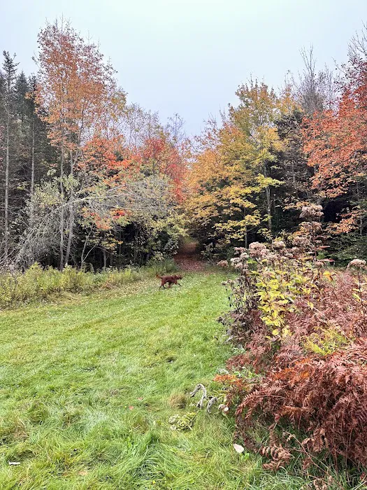 Savoy Mountain State Forest Campground 5