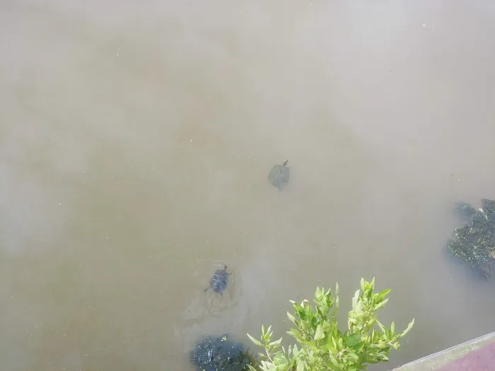 Burba Lake Cottage 5