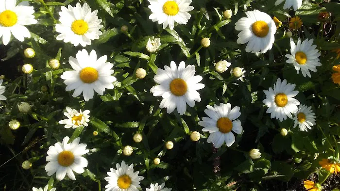 Heritage Acres Mobile Home Park 1