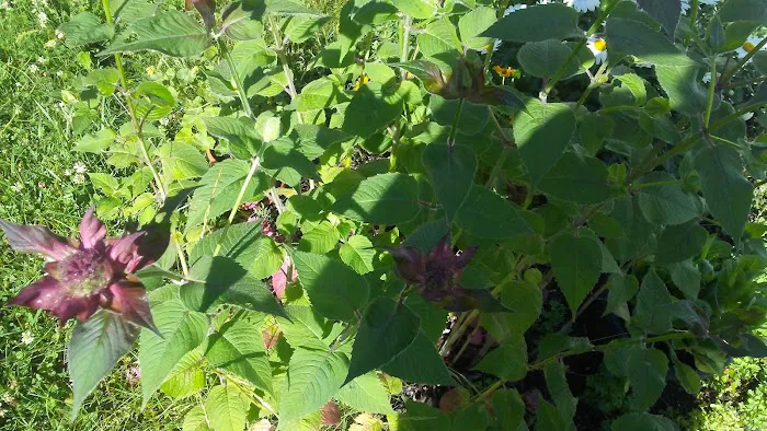 Heritage Acres Mobile Home Park 2