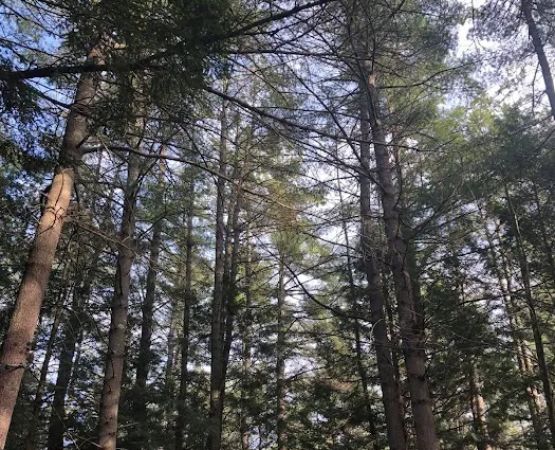 Whispering Pines Campsites & RV Park