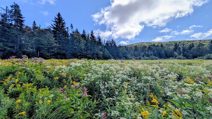 Greenwood Lodge & Campsites 7