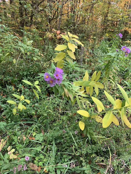 Camp Kelly Campground 5