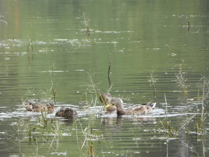 Gifford Pinchot State Park Campground 9