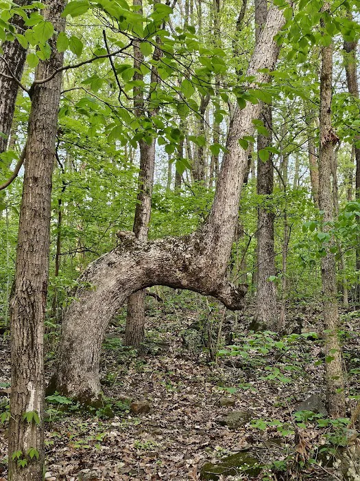 Gifford Pinchot State Park Campground 2