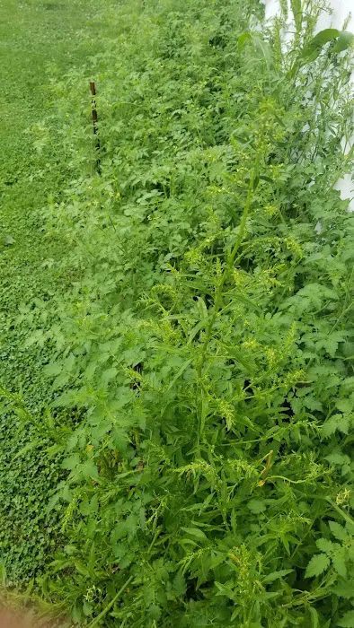 Mountainview Mobile Home Park 5