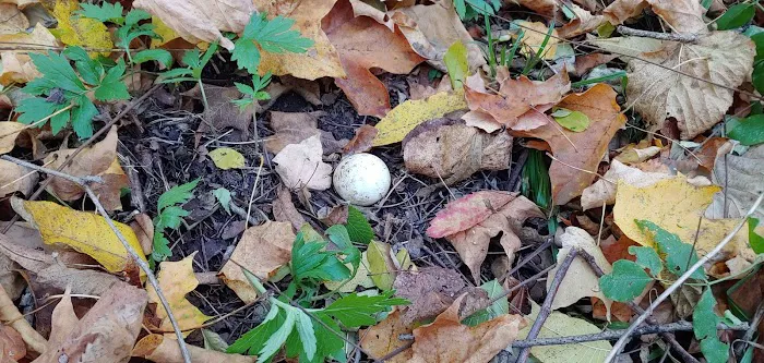 Dennis Alan Camping 0