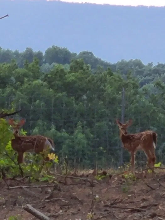 Moore's Campground 1
