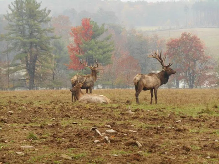 Scenic View Campground LLC 9