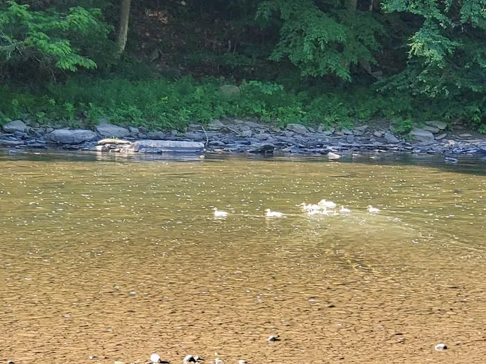 Tiadaghton Campground 5