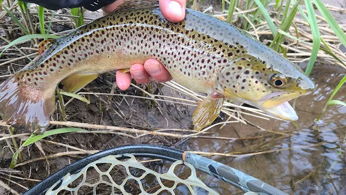 Tomb Flats Campground 7