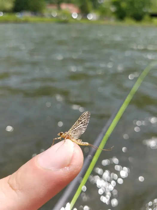 Tomb Flats Campground 1