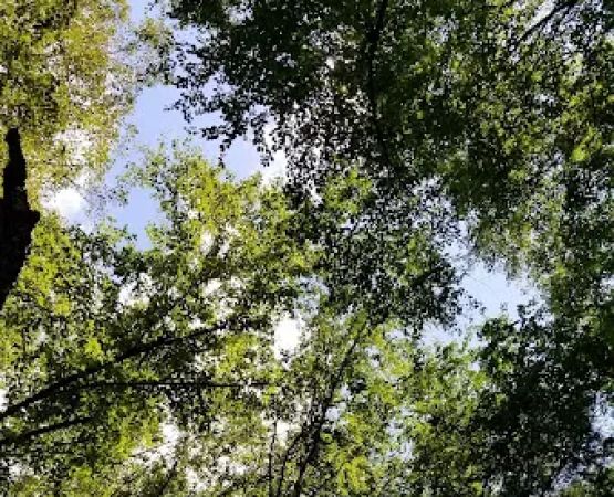 Tomb Flats Campground