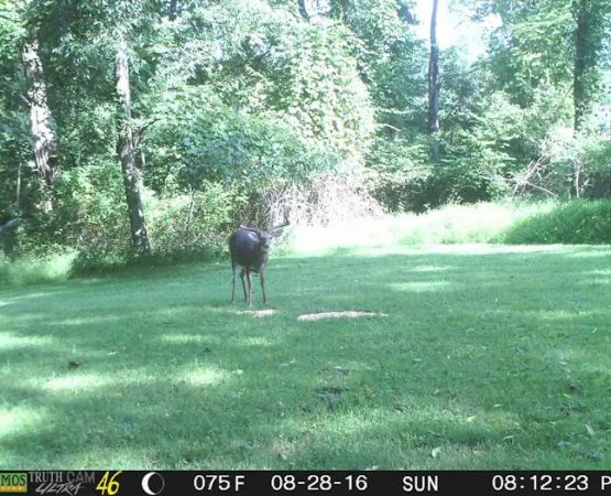 Black Forest Campground, LLC