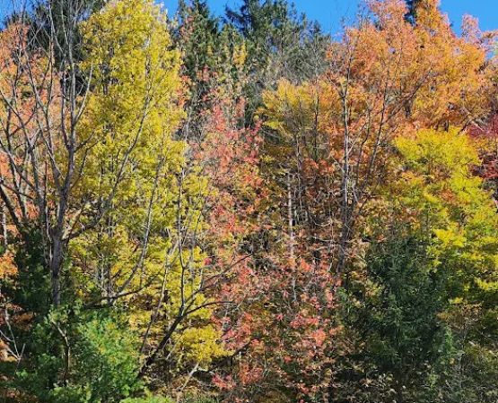 Camp Earth Connection