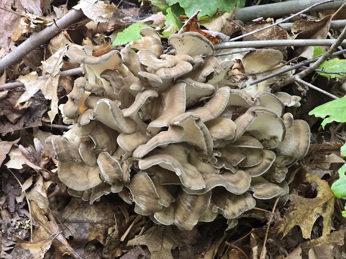 Silvermine Horse Campsite 7