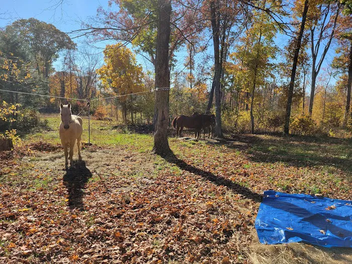 Silvermine Horse Campsite 4