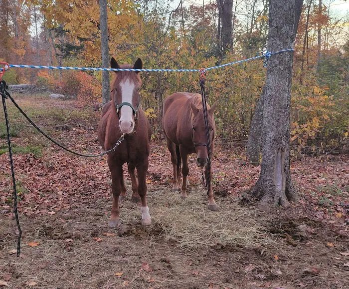 Silvermine Horse Campsite 2