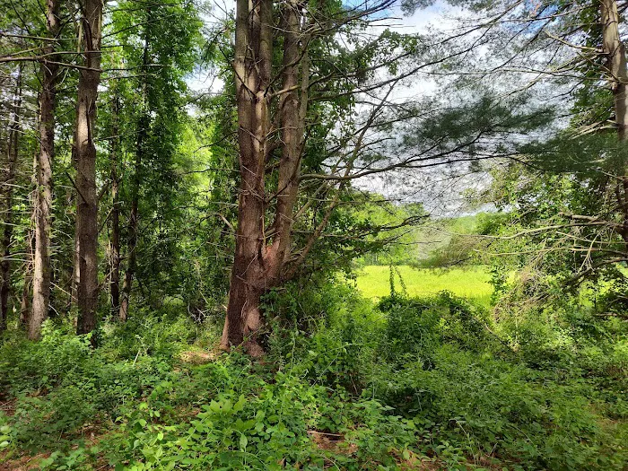 Wolf Den Campground 7