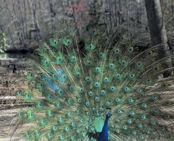 Hidden Acres Family Campground