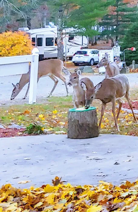 Countryside Campground 7