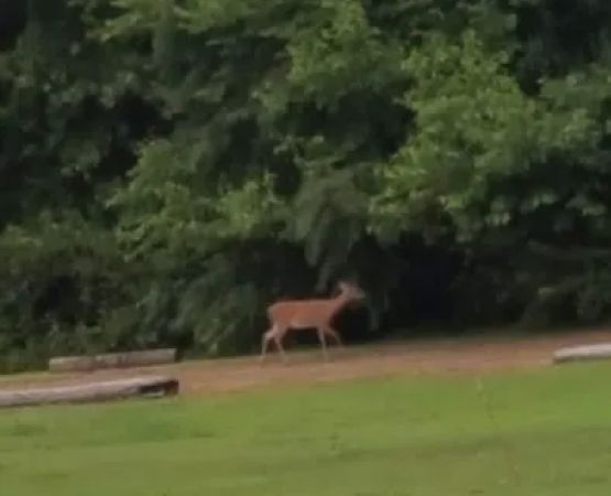 Harbour Light Estates