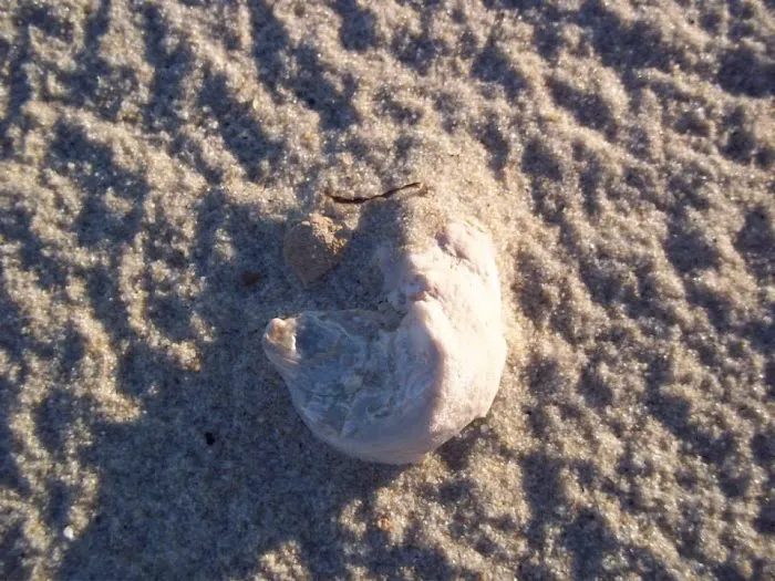 Roaring Point Campground 6