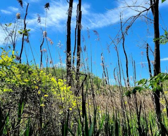 Calvert Cliffs Campground