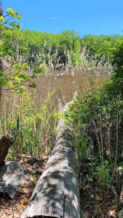 Calvert Cliffs Campground 7