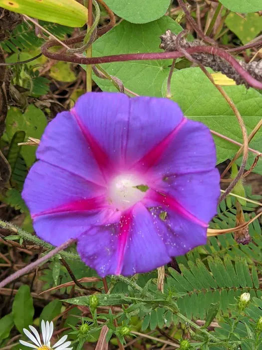 Holiday Mobile Estates 5