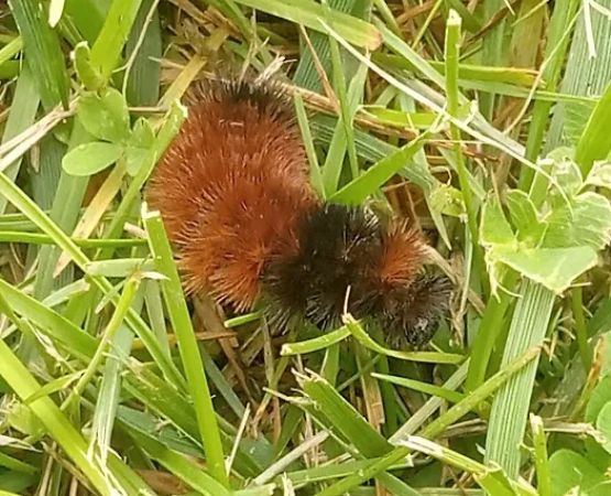 Little Creek Manufactured Home Community