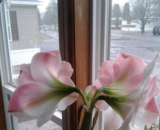 Nate's Floral Estates