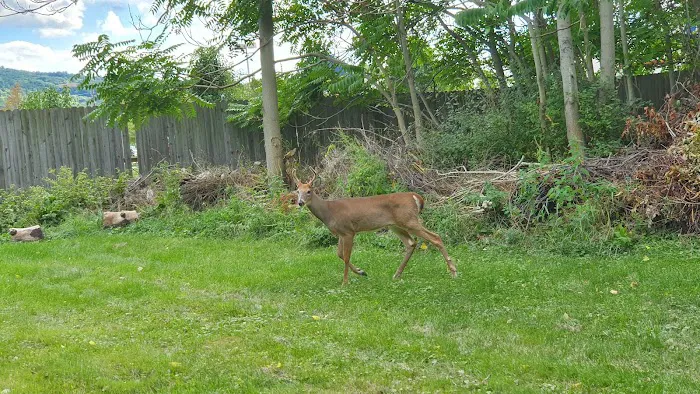 Nate's Floral Estates 3