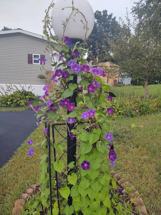 Pyramid Pines Mobile Home Park 5