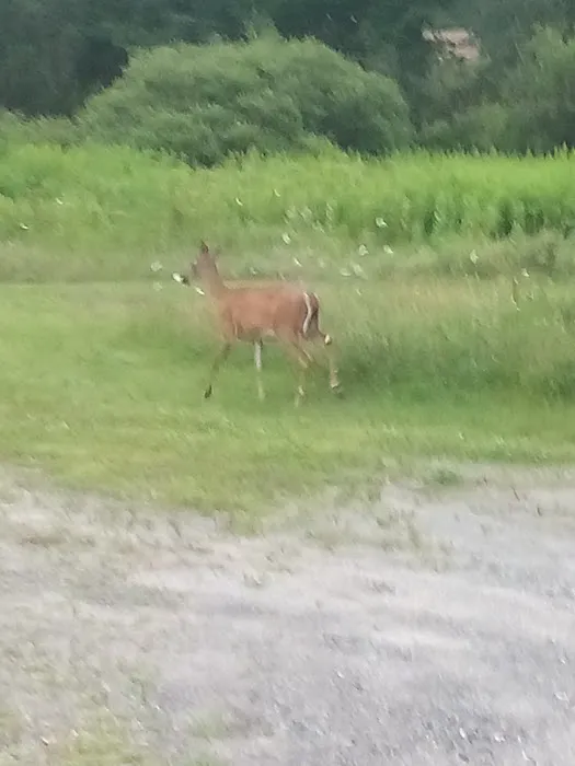 Gus's Gardens Camping 0