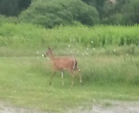 Gus's Gardens Camping